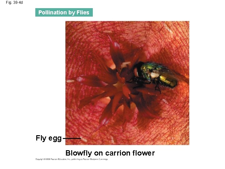 Fig. 38 -4 d Pollination by Flies Fly egg Blowfly on carrion flower 
