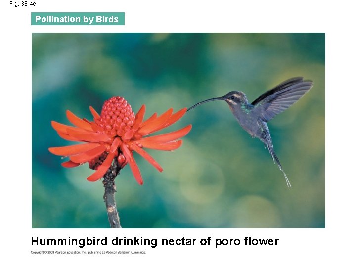 Fig. 38 -4 e Pollination by Birds Hummingbird drinking nectar of poro flower 