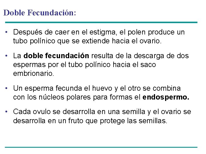 Doble Fecundación: • Después de caer en el estigma, el polen produce un tubo