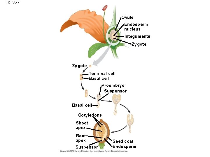 Fig. 38 -7 Ovule Endosperm nucleus Integuments Zygote Terminal cell Basal cell Proembryo Suspensor