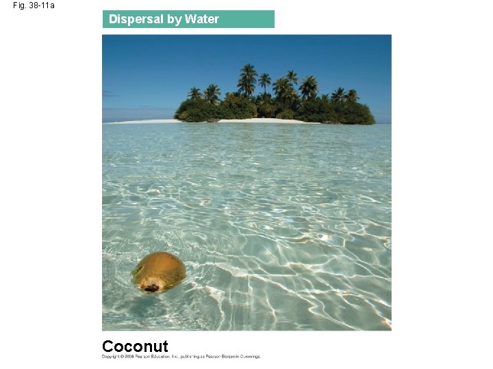 Fig. 38 -11 a Dispersal by Water Coconut 