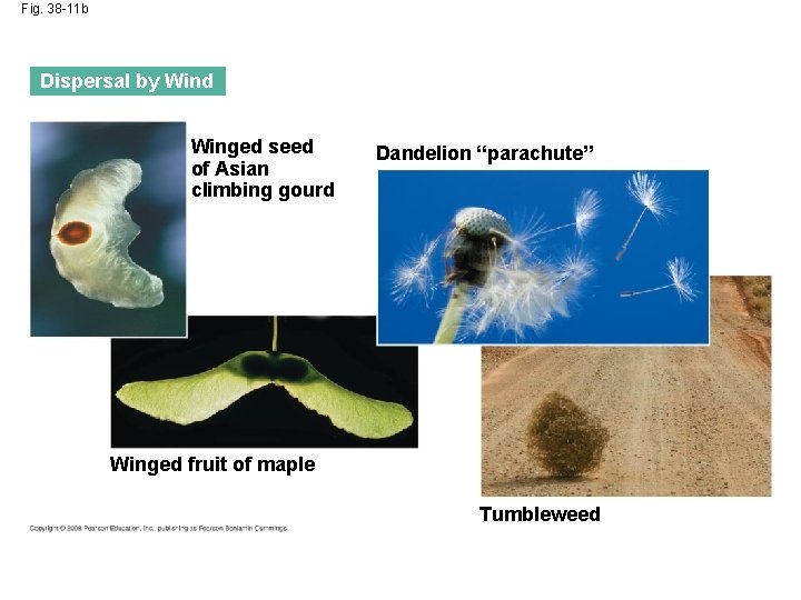 Fig. 38 -11 b Dispersal by Wind Winged seed of Asian climbing gourd Dandelion