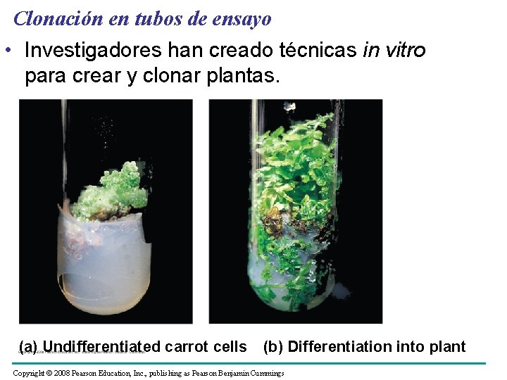 Clonación en tubos de ensayo • Investigadores han creado técnicas in vitro para crear