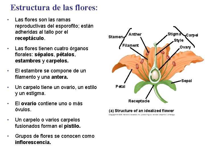Estructura de las flores: • Las flores son las ramas reproductivas del esporofito; están