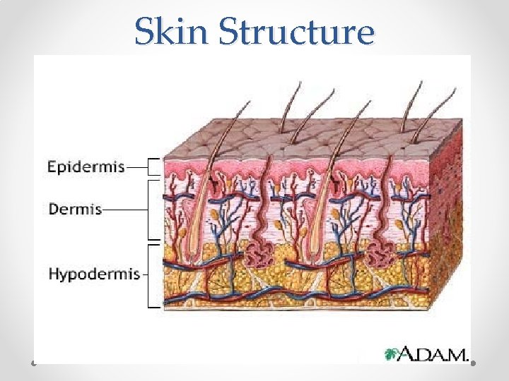 Skin Structure 