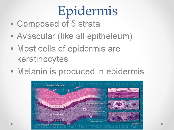 Epidermis • Composed of 5 strata • Avascular (like all epitheleum) • Most cells