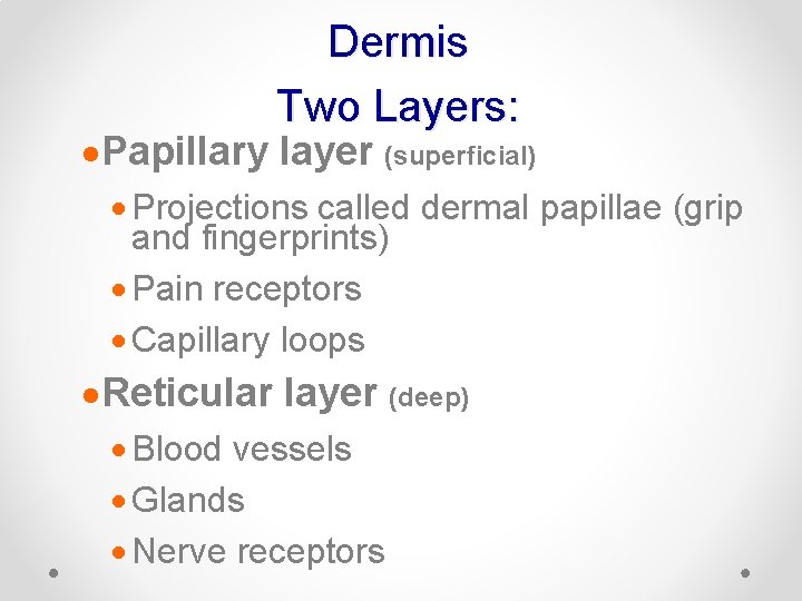 Dermis Two Layers: · Papillary layer (superficial) · Projections called dermal papillae (grip and