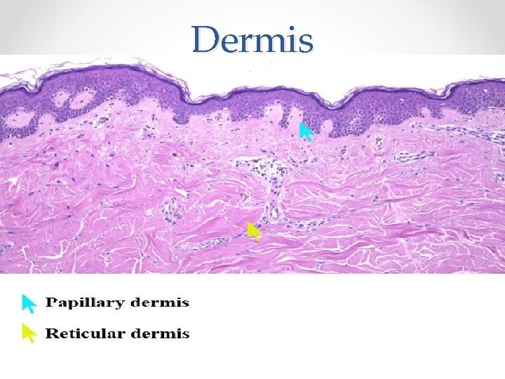 Dermis 