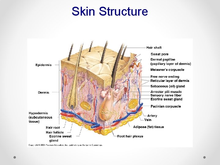 Skin Structure 