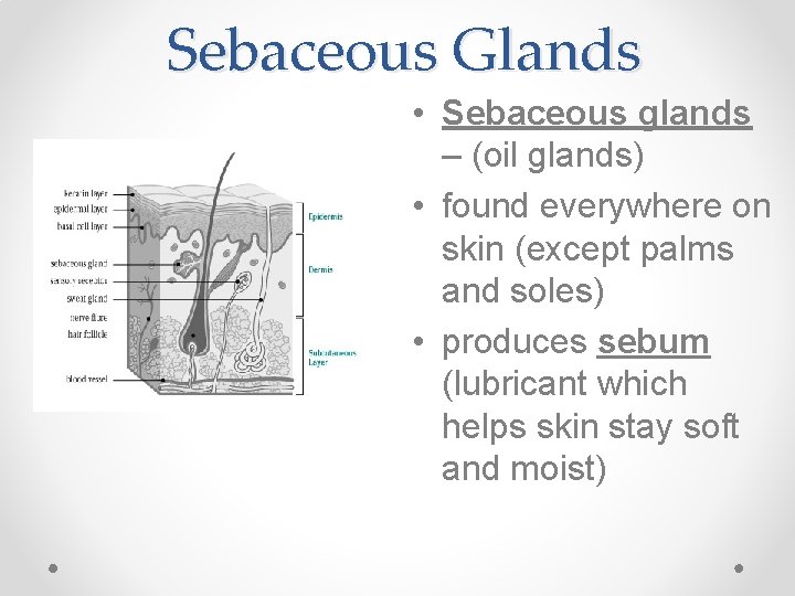 Sebaceous Glands • Sebaceous glands – (oil glands) • found everywhere on skin (except