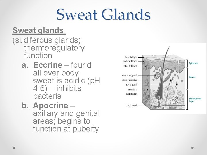 Sweat Glands Sweat glands – (sudiferous glands); thermoregulatory function a. Eccrine – found all