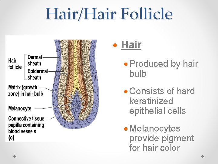 Hair/Hair Follicle · Hair · Produced by hair bulb · Consists of hard keratinized