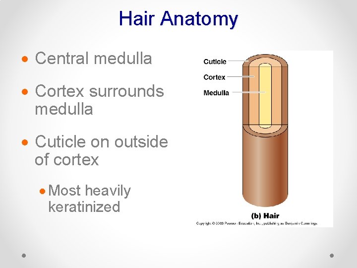 Hair Anatomy · Central medulla · Cortex surrounds medulla · Cuticle on outside of