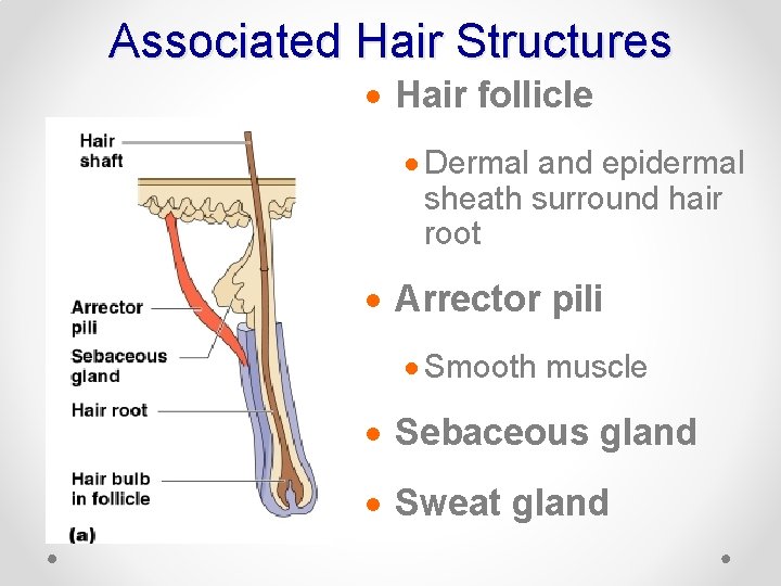 Associated Hair Structures · Hair follicle · Dermal and epidermal sheath surround hair root