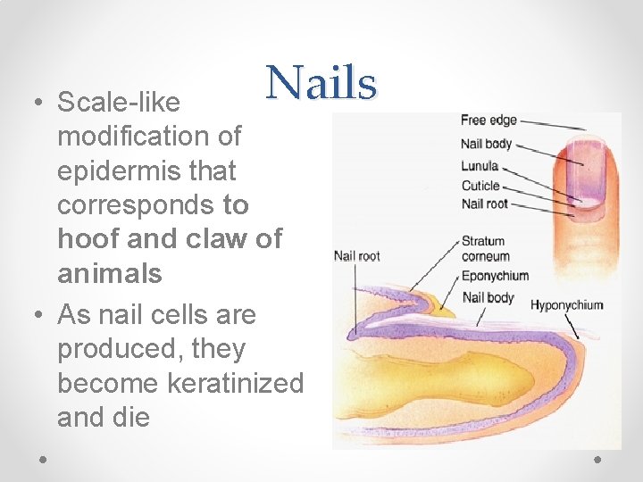 Nails • Scale-like modification of epidermis that corresponds to hoof and claw of animals