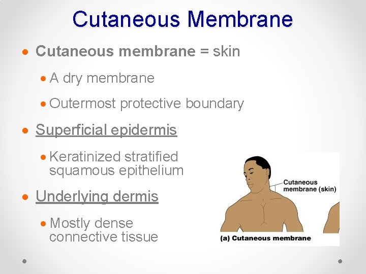Cutaneous Membrane · Cutaneous membrane = skin · A dry membrane · Outermost protective