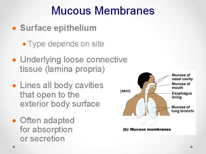 Mucous Membranes · Surface epithelium · Type depends on site · Underlying loose connective