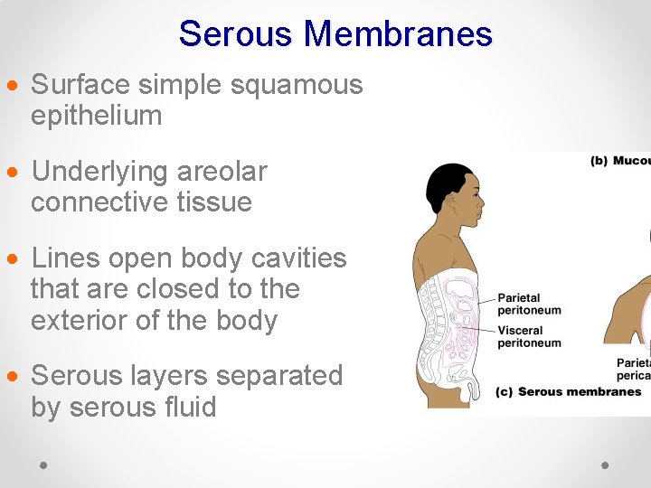 Serous Membranes · Surface simple squamous epithelium · Underlying areolar connective tissue · Lines