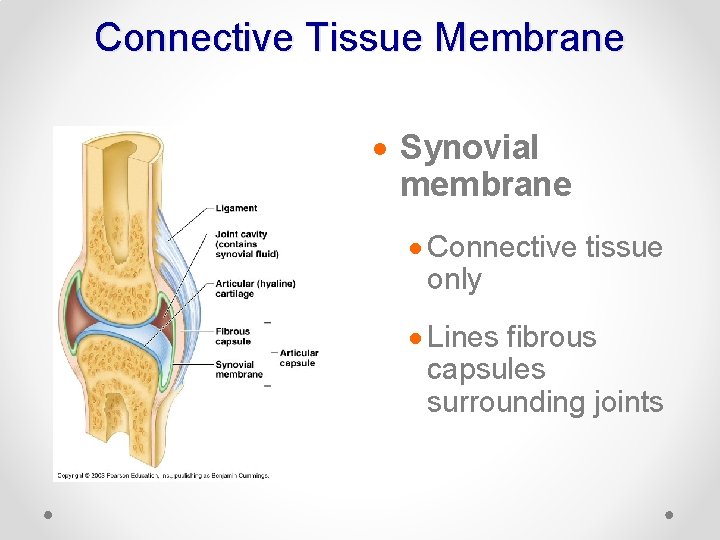 Connective Tissue Membrane · Synovial membrane · Connective tissue only · Lines fibrous capsules