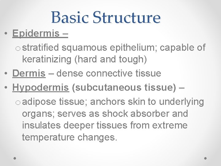 Basic Structure • Epidermis – o stratified squamous epithelium; capable of keratinizing (hard and