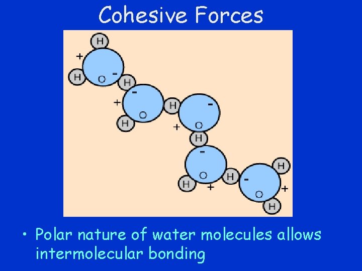 Cohesive Forces • Polar nature of water molecules allows intermolecular bonding 
