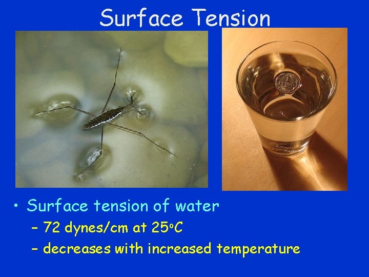 Surface Tension • Surface tension of water – 72 dynes/cm at 25 o. C