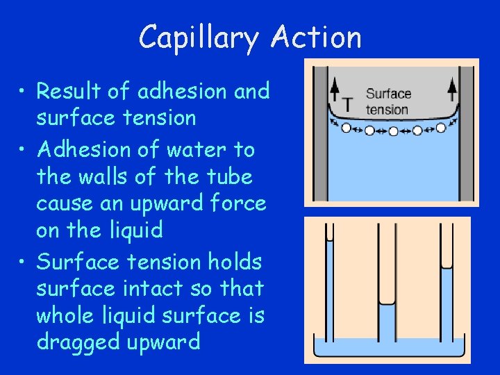 Capillary Action • Result of adhesion and surface tension • Adhesion of water to