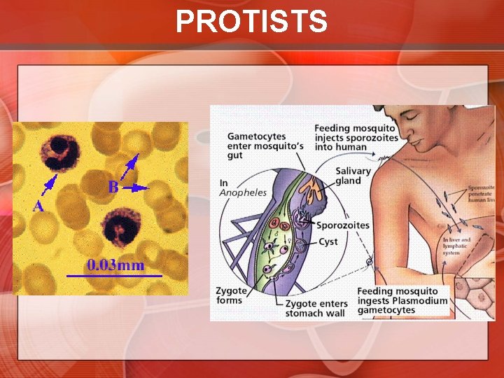 PROTISTS 