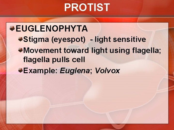 PROTIST EUGLENOPHYTA Stigma (eyespot) - light sensitive Movement toward light using flagella; flagella pulls