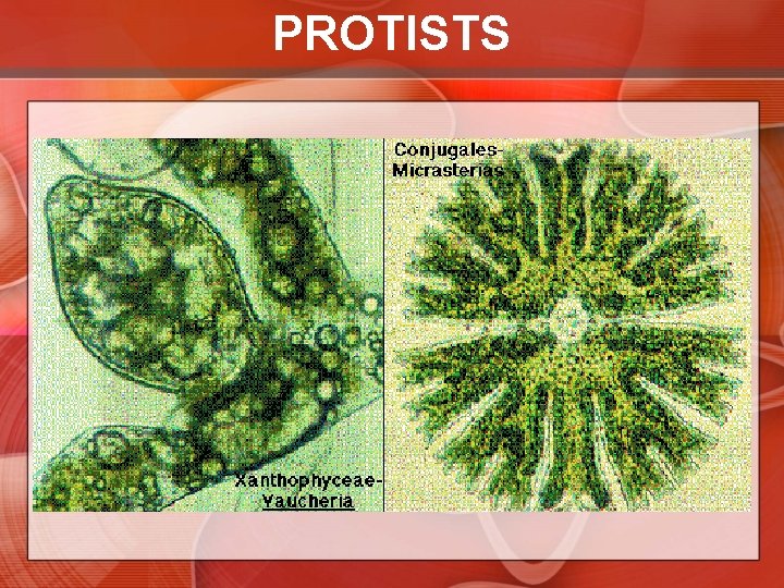 PROTISTS 