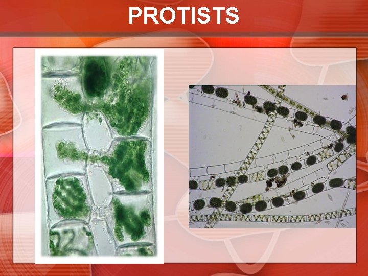 PROTISTS 