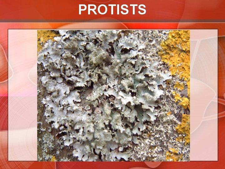 PROTISTS 