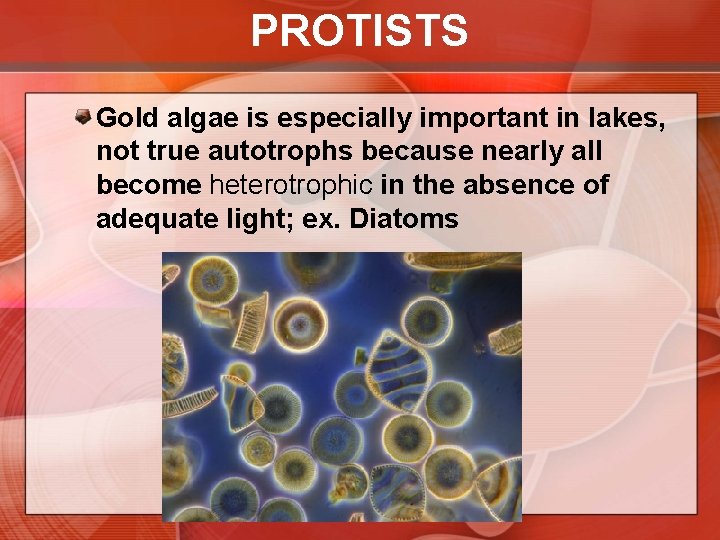 PROTISTS Gold algae is especially important in lakes, not true autotrophs because nearly all