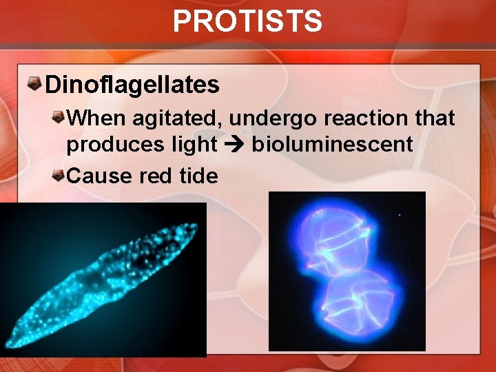 PROTISTS Dinoflagellates When agitated, undergo reaction that produces light bioluminescent Cause red tide 