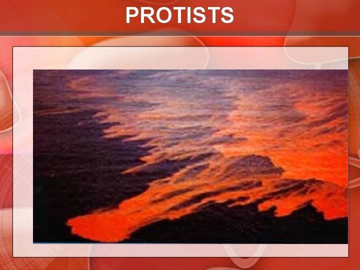 PROTISTS 