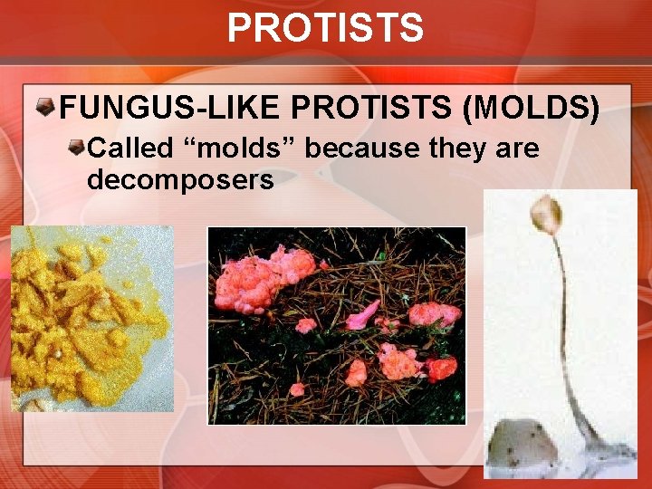 PROTISTS FUNGUS-LIKE PROTISTS (MOLDS) Called “molds” because they are decomposers 