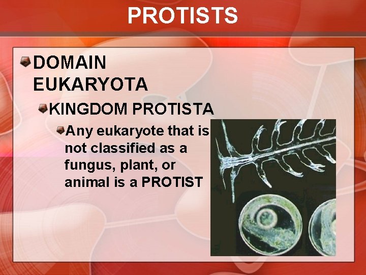 PROTISTS DOMAIN EUKARYOTA KINGDOM PROTISTA Any eukaryote that is not classified as a fungus,