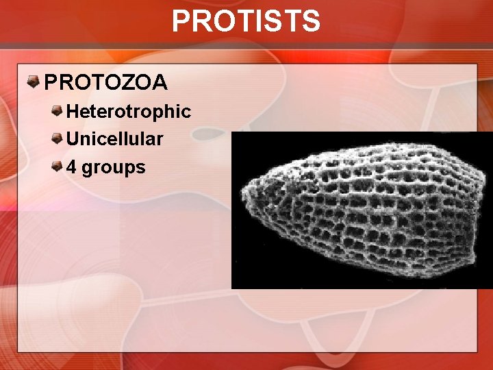 PROTISTS PROTOZOA Heterotrophic Unicellular 4 groups 