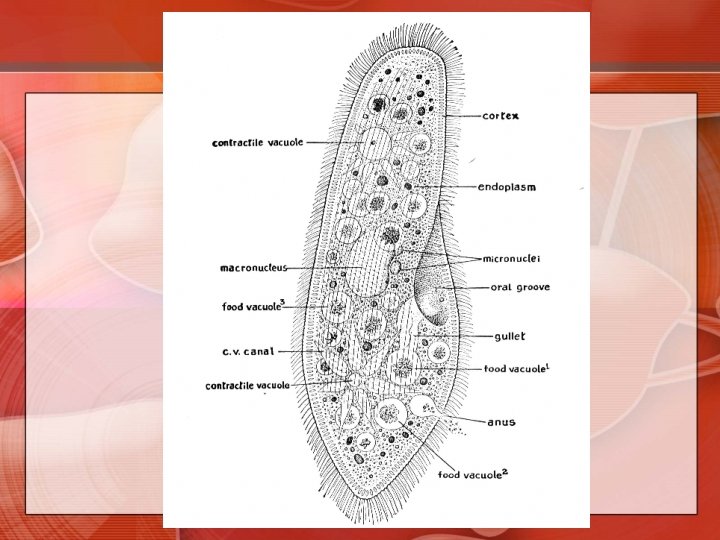 PROTIST 