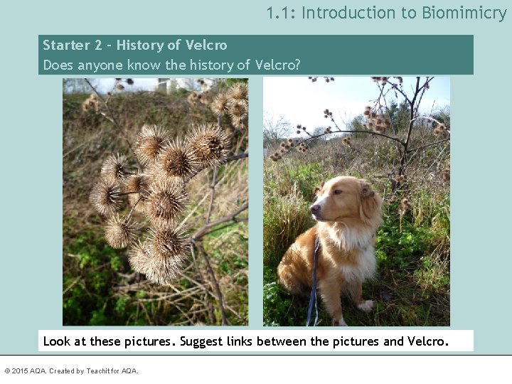 1. 1: Introduction to Biomimicry Starter 2 – History of Velcro Does anyone know