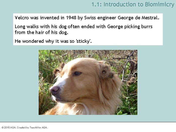 1. 1: Introduction to Biomimicry Velcro was invented in 1948 by Swiss engineer George