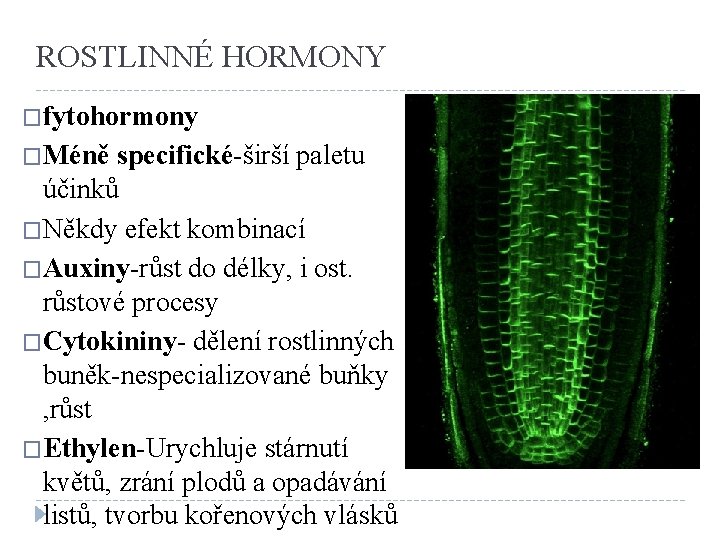 ROSTLINNÉ HORMONY �fytohormony �Méně specifické-širší paletu účinků �Někdy efekt kombinací �Auxiny-růst do délky, i