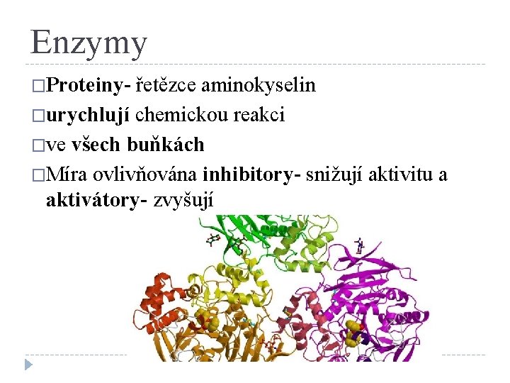 Enzymy �Proteiny- řetězce aminokyselin �urychlují chemickou reakci �ve všech buňkách �Míra ovlivňována inhibitory- snižují