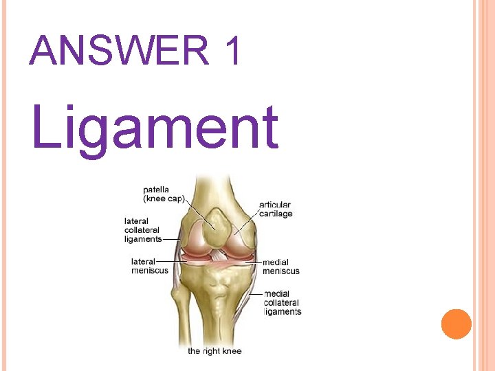 ANSWER 1 Ligament 