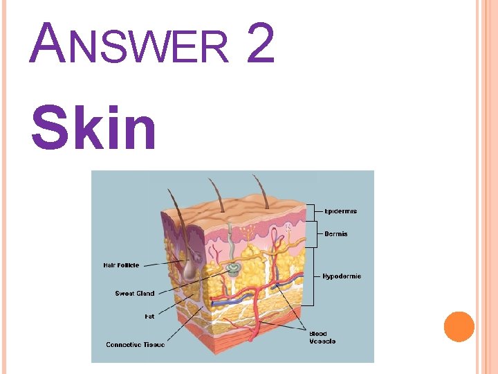 ANSWER 2 Skin 