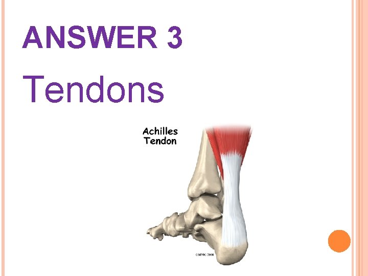 ANSWER 3 Tendons 
