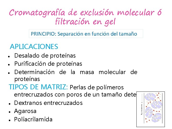 Cromatografía de exclusión molecular ó filtración en gel PRINCIPIO: Separación en función del tamaño