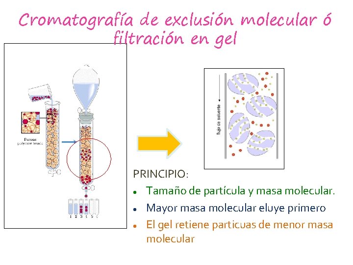 Cromatografía de exclusión molecular ó filtración en gel PRINCIPIO: Tamaño de partícula y masa