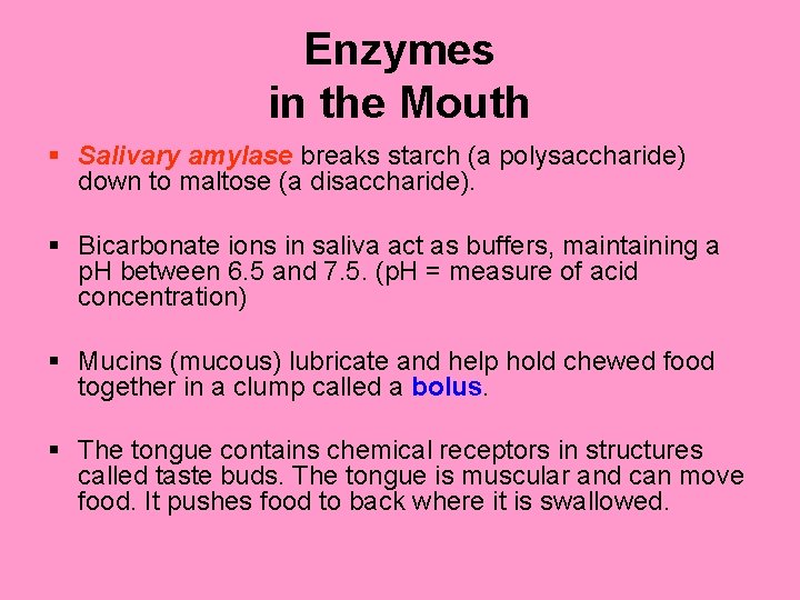 Enzymes in the Mouth § Salivary amylase breaks starch (a polysaccharide) down to maltose