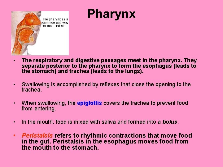 Pharynx • The respiratory and digestive passages meet in the pharynx. They separate posterior